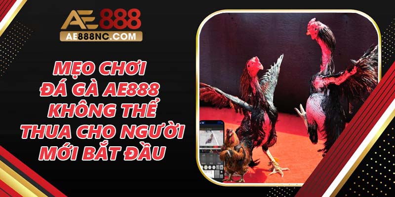 Mẹo chơi đá gà AE888 không thể thua cho người mới bắt đầu Mẹo chơi đá gà AE888 không thể thua cho người mới bắt đầu